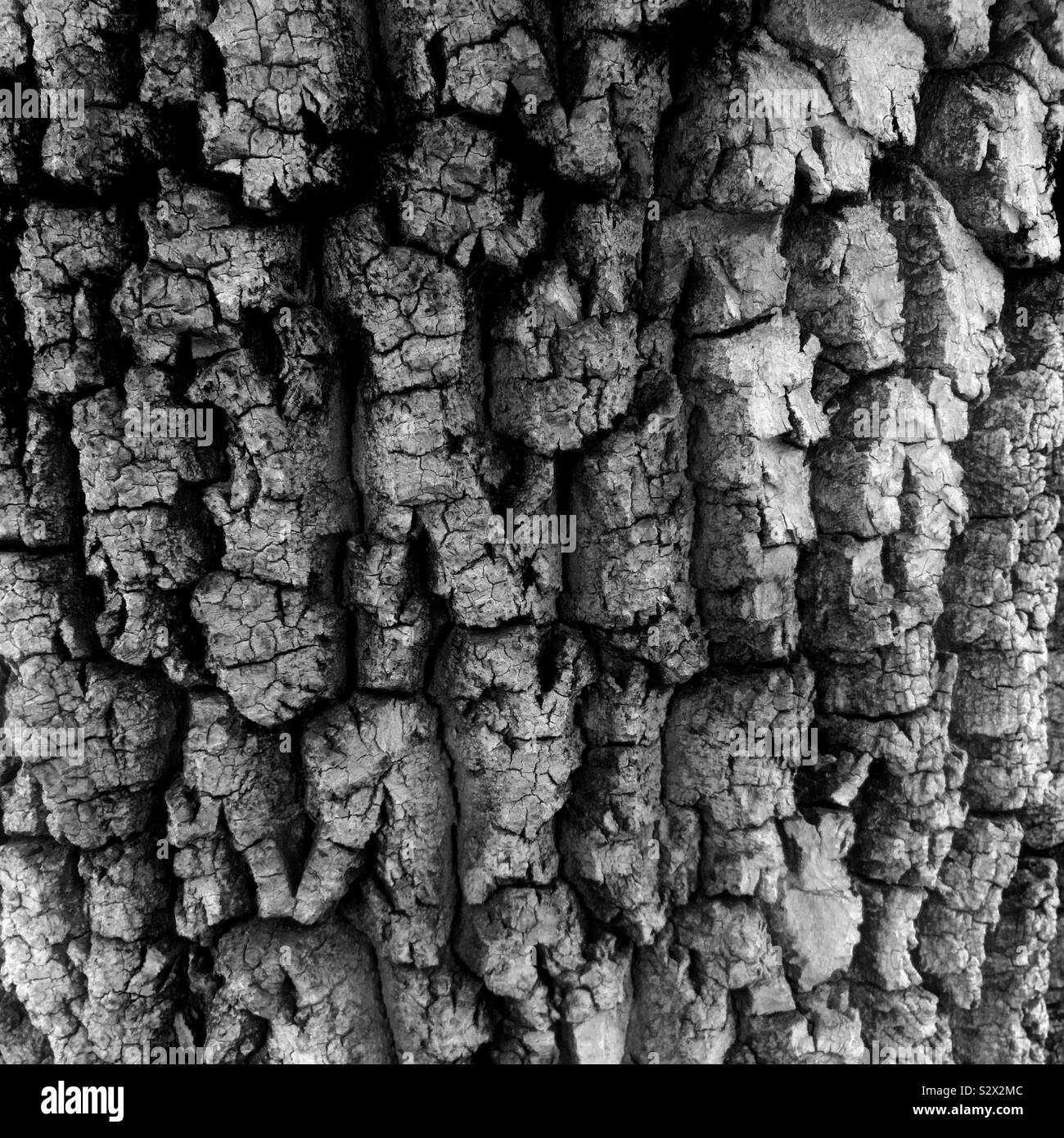 Textura de árbol Acacia Stock Photo - Alamy