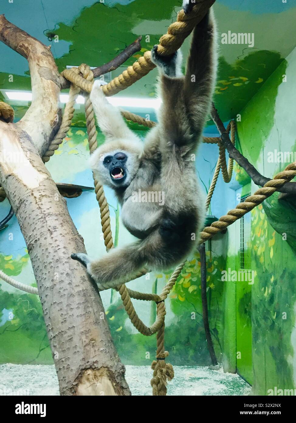 Gibbon posing showing teeth Stock Photo