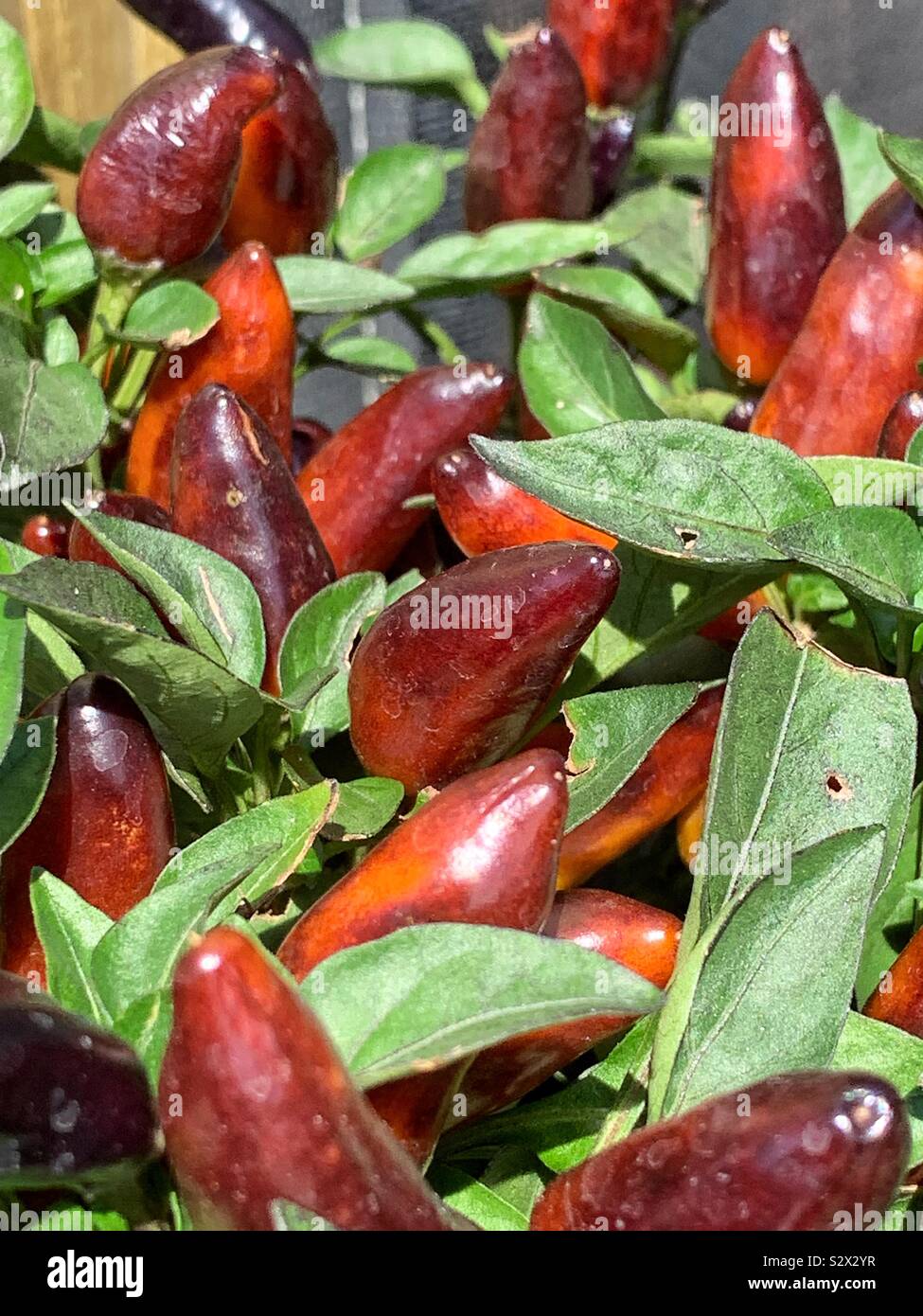 Red ornamental peppers growing in the sun Stock Photo Alamy