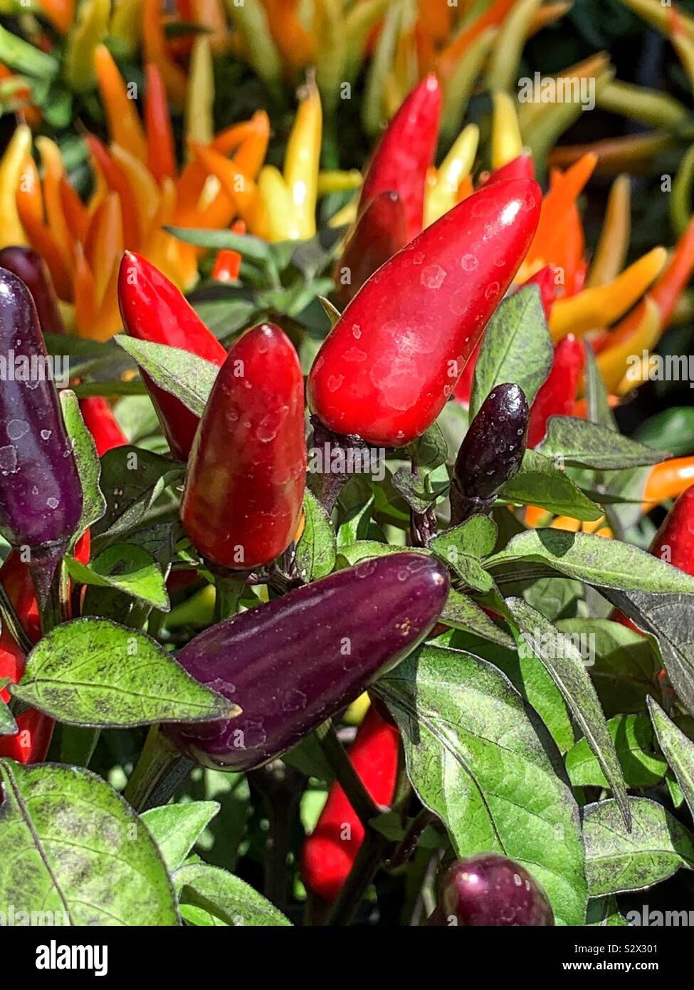 Red ornamental peppers growing in the sun Stock Photo Alamy