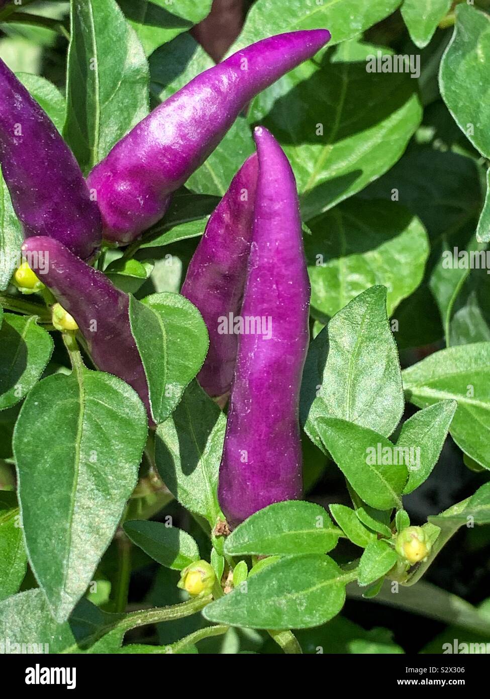 Purple ornamental peppers growing in the sun Stock Photo Alamy