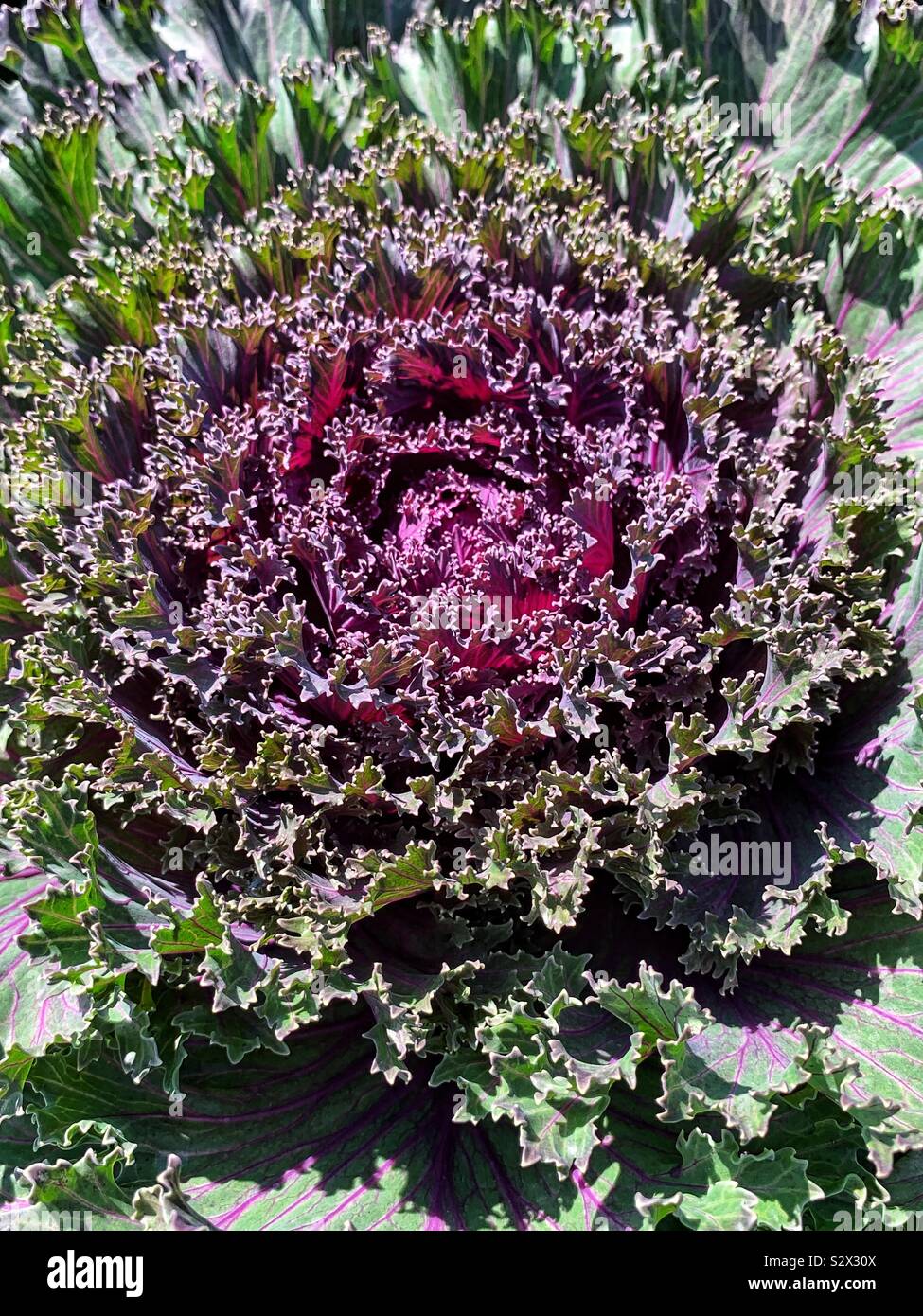 Fresh cabbage and kale growing in full bloom. Stock Photo