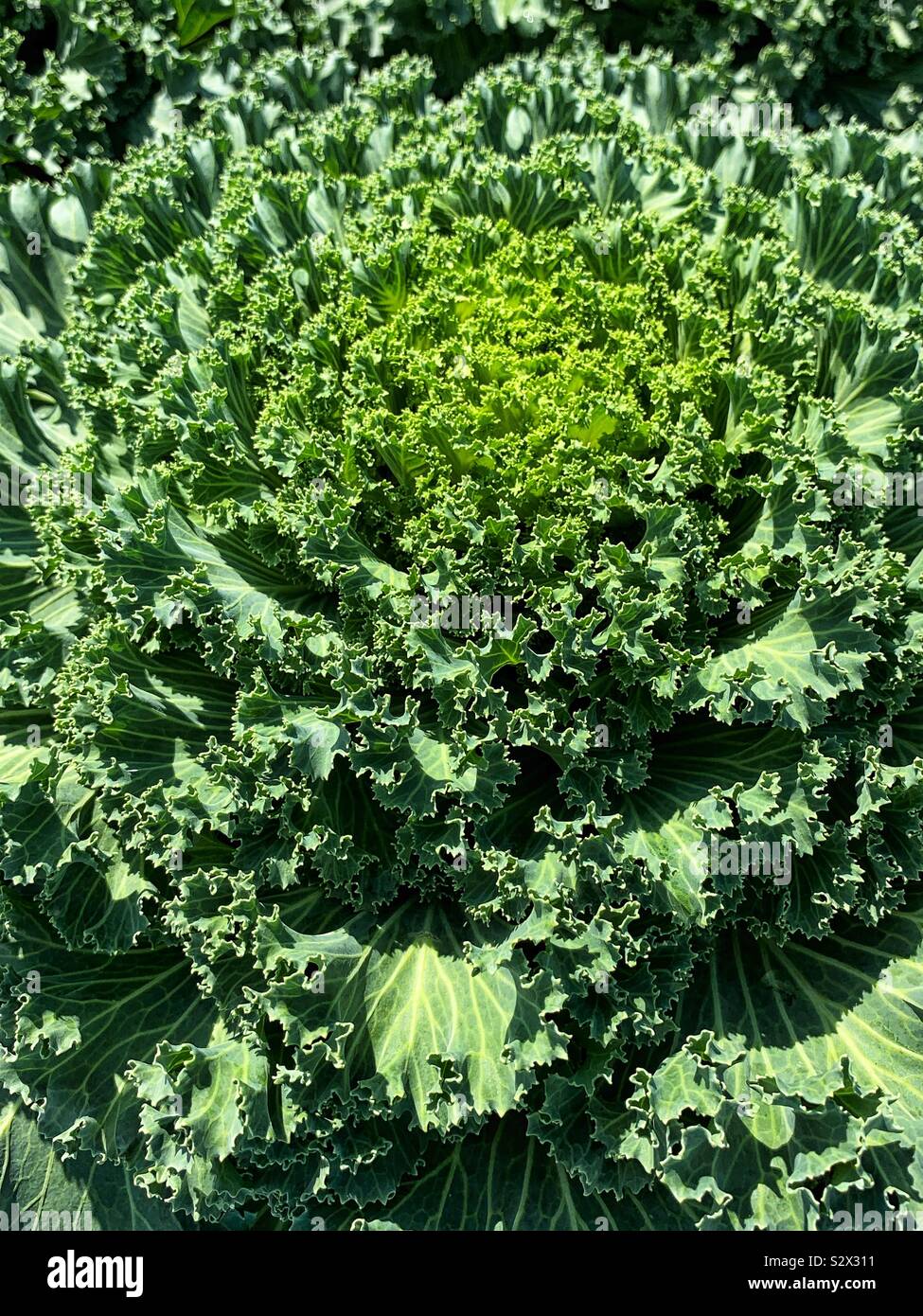 Fresh green kale cabbage growing in the summer sun. - Smartphone Captured Stock Image
