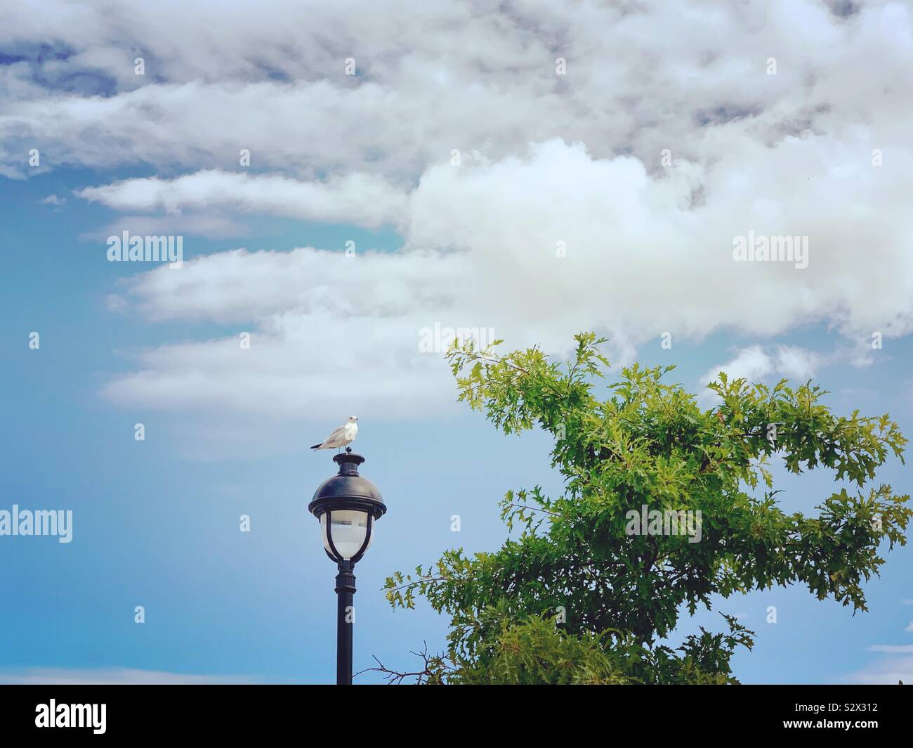 Bird - Smartphone Captured Stock Image