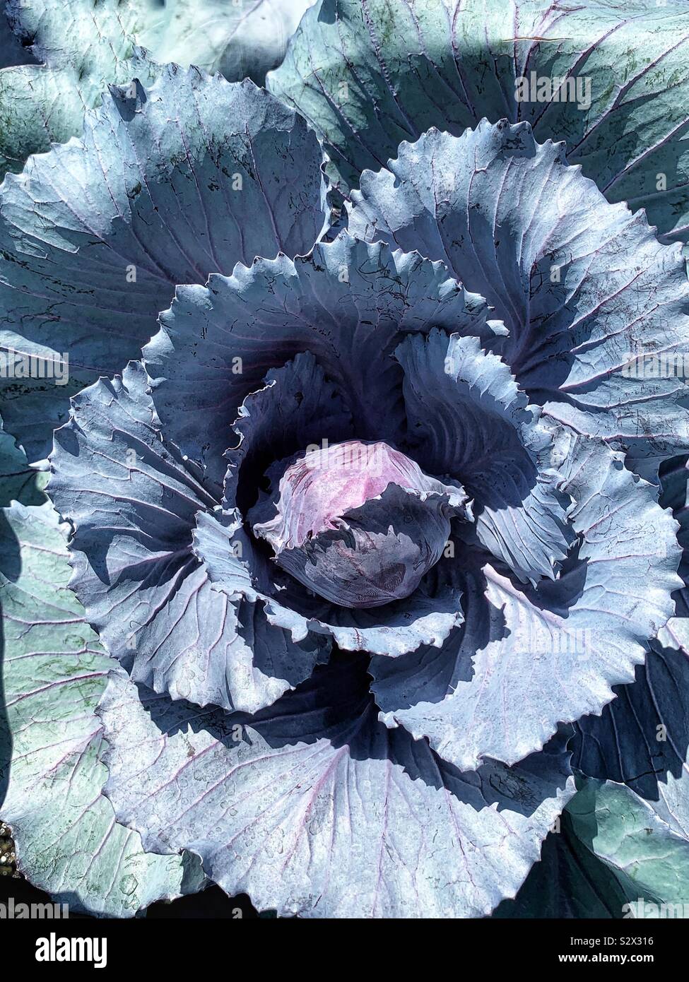 Purple kale cabbage plant in full bloom. Stock Photo