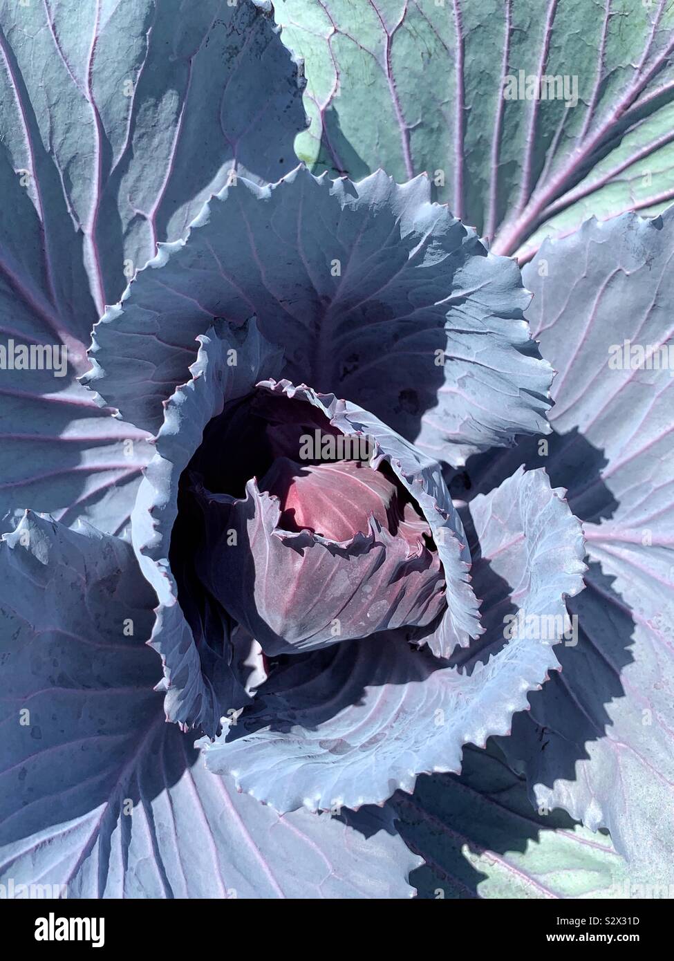Purple kale cabbage plant in full bloom. - Smartphone Captured Stock Image
