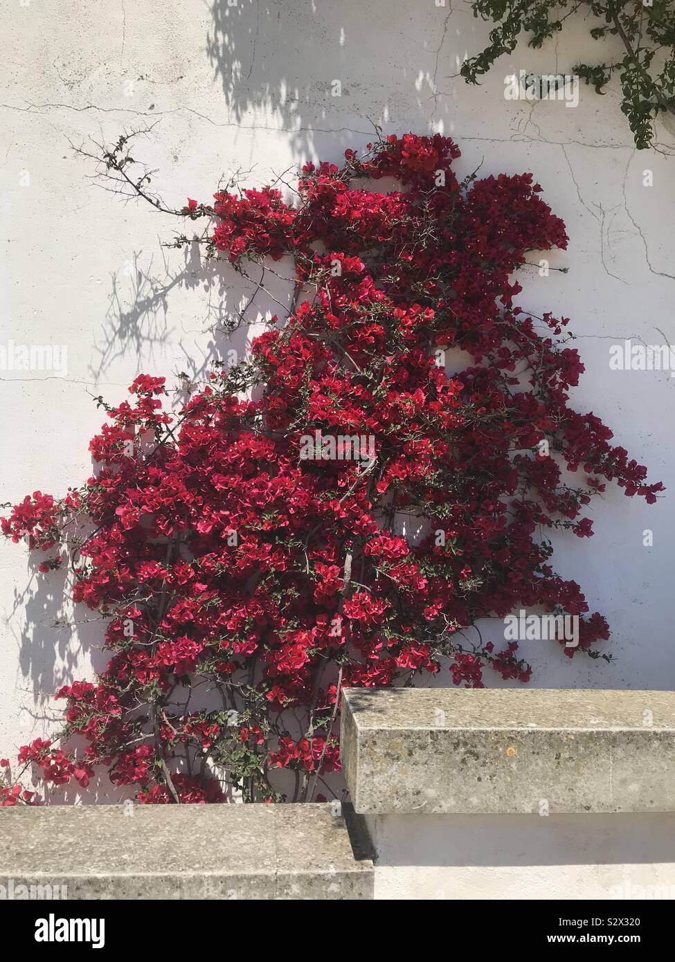 Red flowers at the side of a house in Otranto, Puglia, Italy. - Smartphone Captured Stock Image