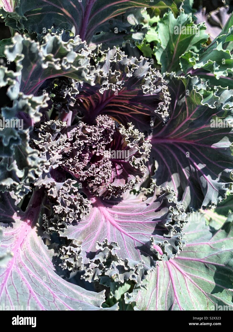 Purple kale cabbage plant in full bloom. Stock Photo