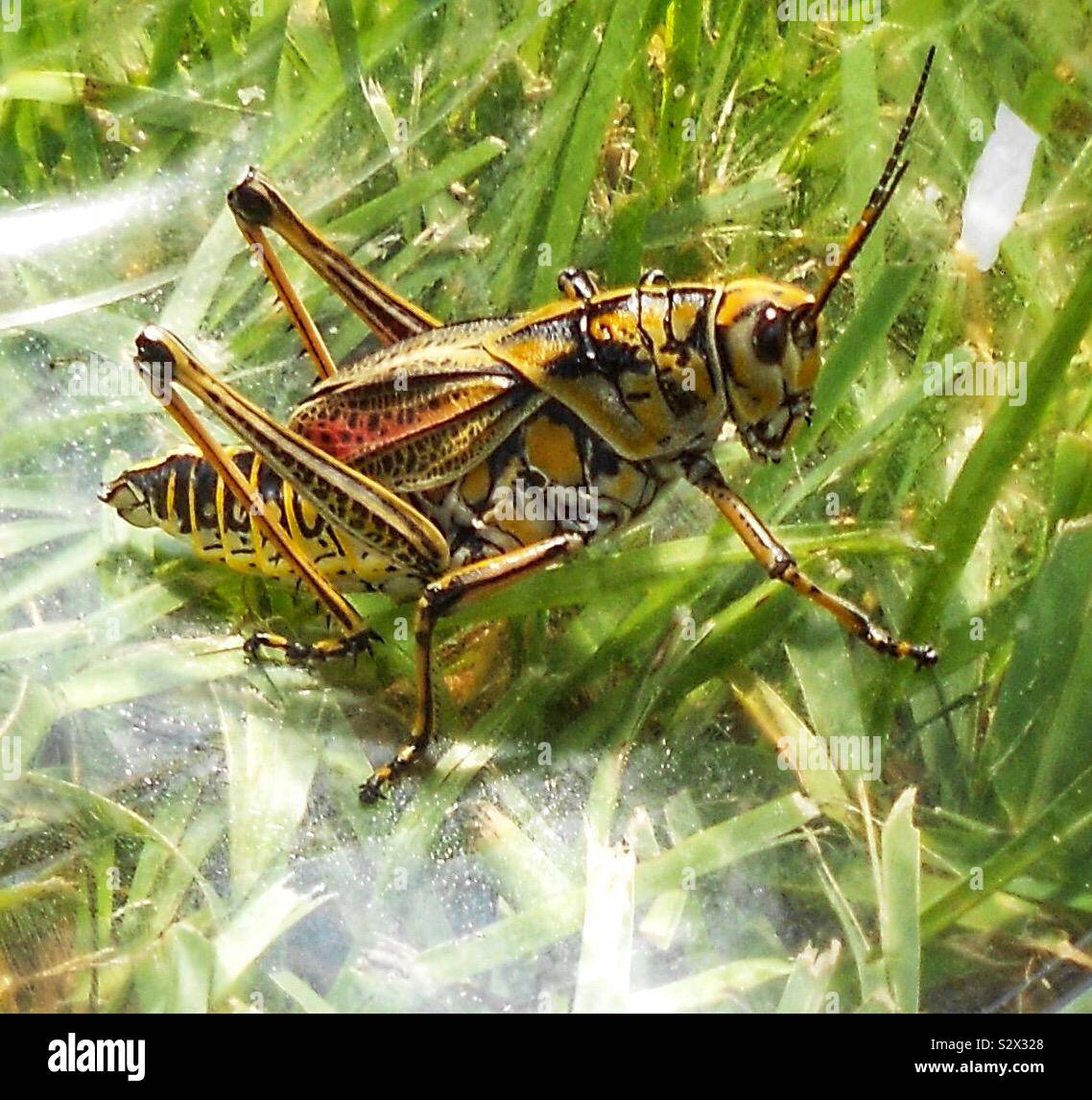 Lubber Texas, USA Stock Photo Alamy