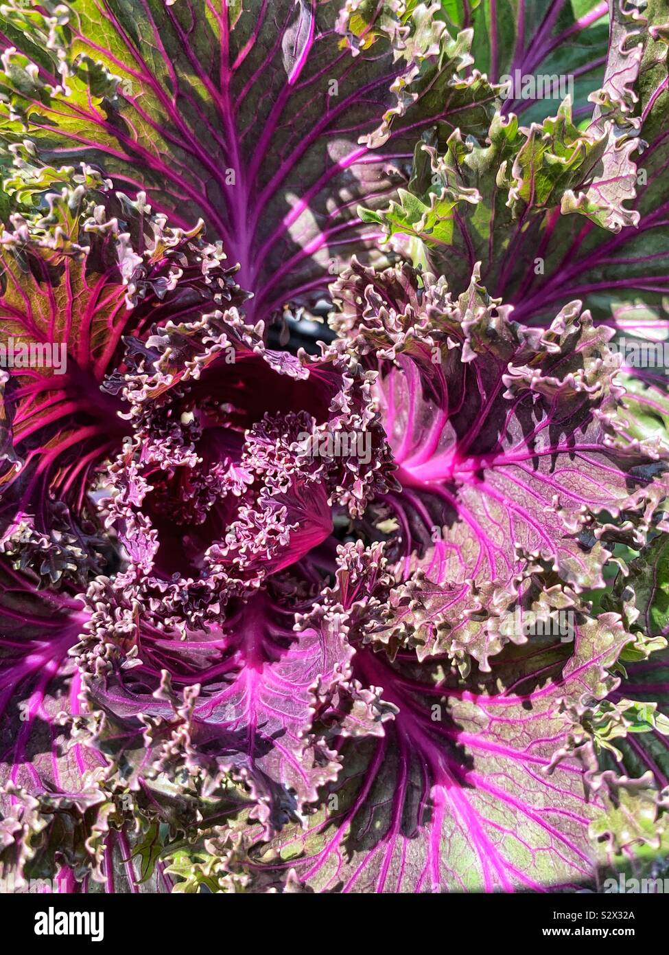 Purple and green lettuce growing in the summer sun Stock Photo Alamy