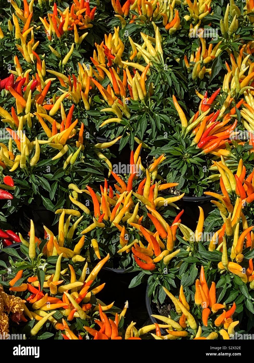 Garden full of red and yellow bird’s eye Thai chili pepper plants