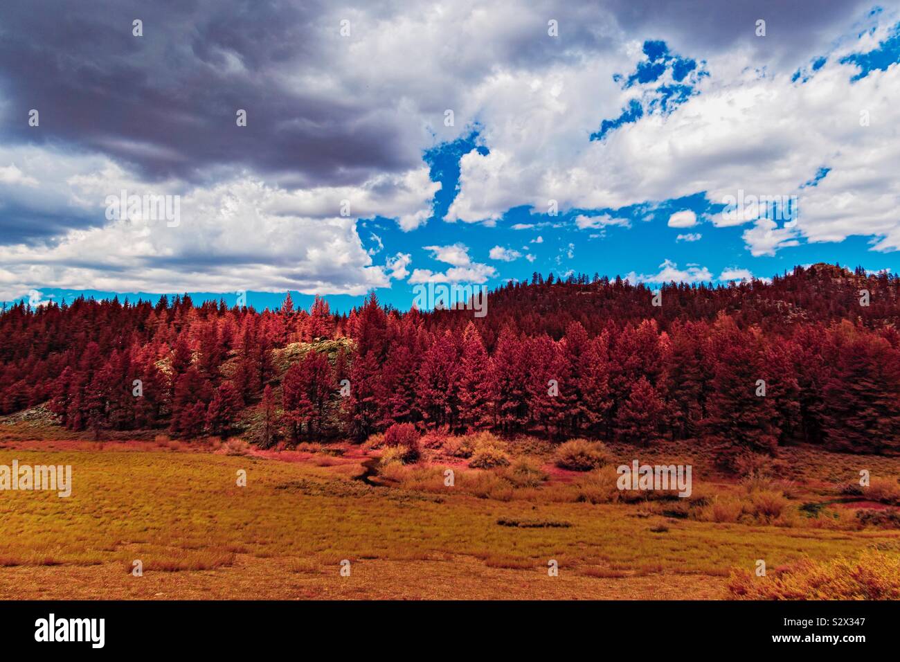 October countryside with red and orange trees and foliage under bright blue sky with white fluffy clouds. Stock Photo