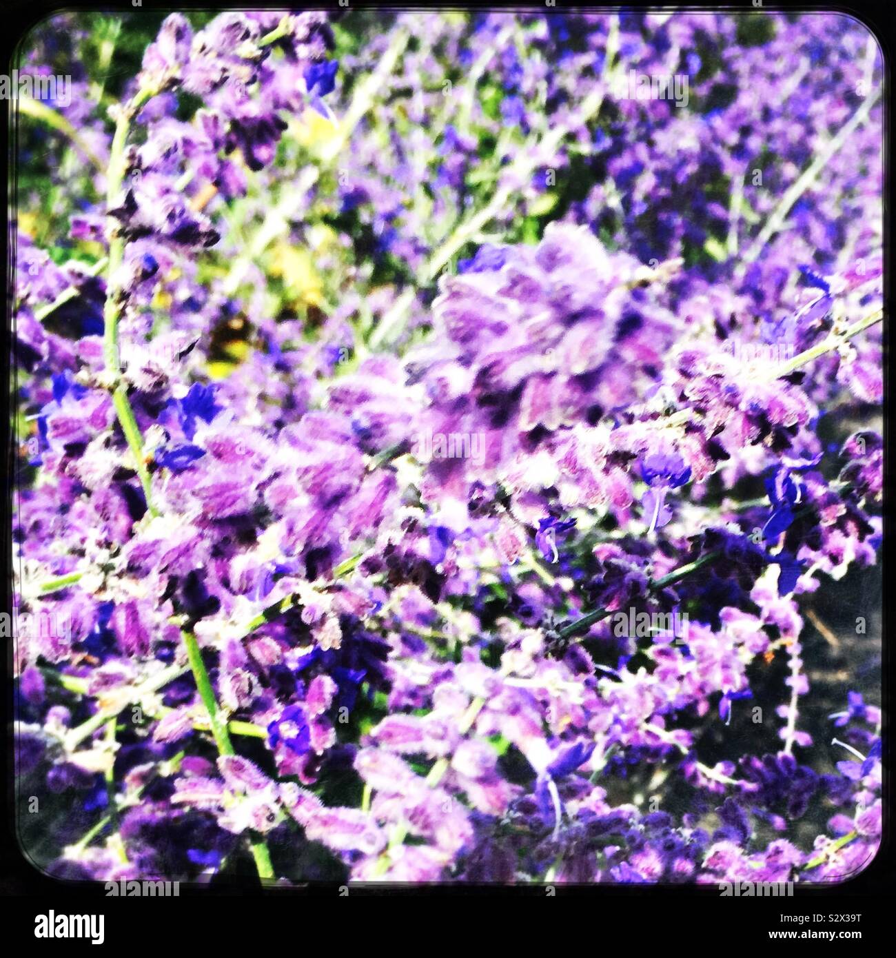 Lavender plants with purple flowers Stock Photo Alamy