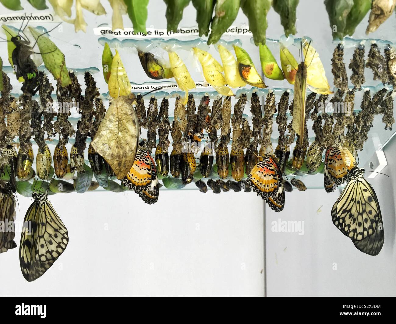 Assorted butterflies have emerged from their chrysalis and are drying their wings as they hang upside down. After the wing drying process it will take flight for the first time Stock Photo