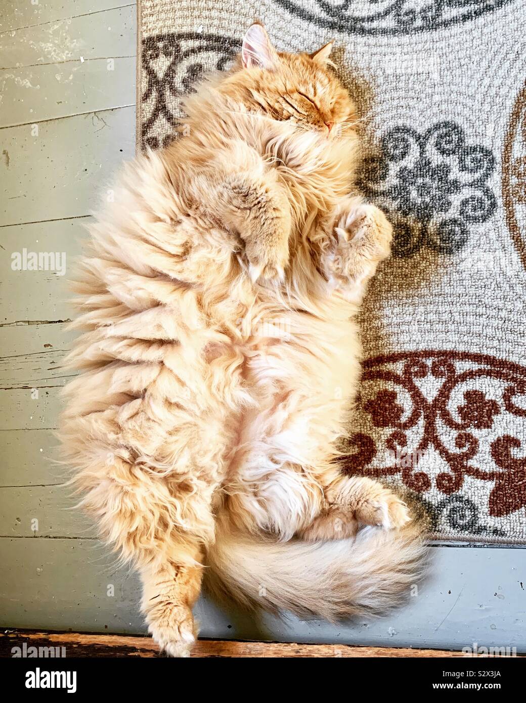 Leo the orange fluffy ginger cat showing his belly Stock Photo