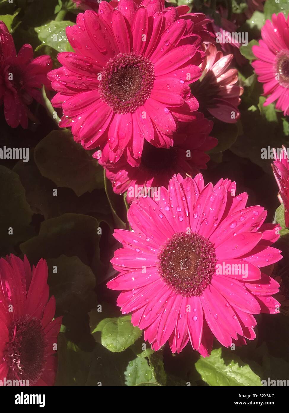 Dewy gerbera - Smartphone Captured Stock Image