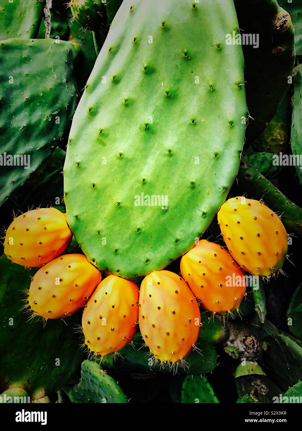 Cactus leaf hires stock photography and images Alamy