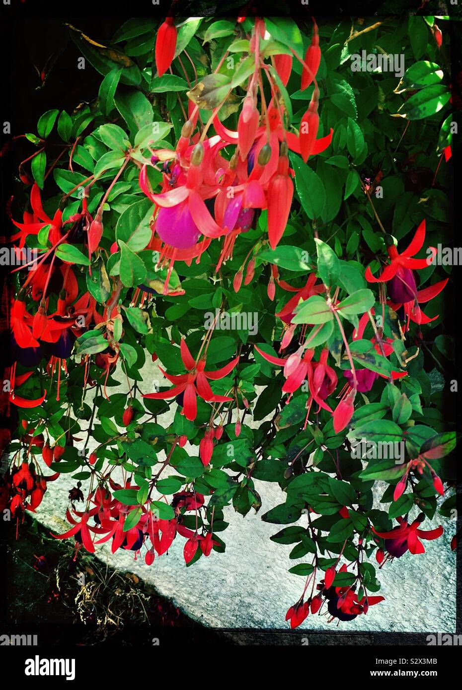 Red and pink flowers on a trailing fuchsia plant Stock Photo