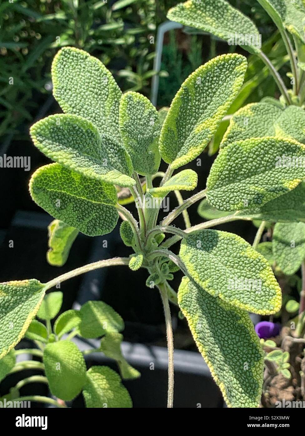Beautiful green sage growing in a summer herb garden, Salvia officinalis, s. officinalis, sage, garden sage, culinary sage. - Smartphone Captured Stock Image