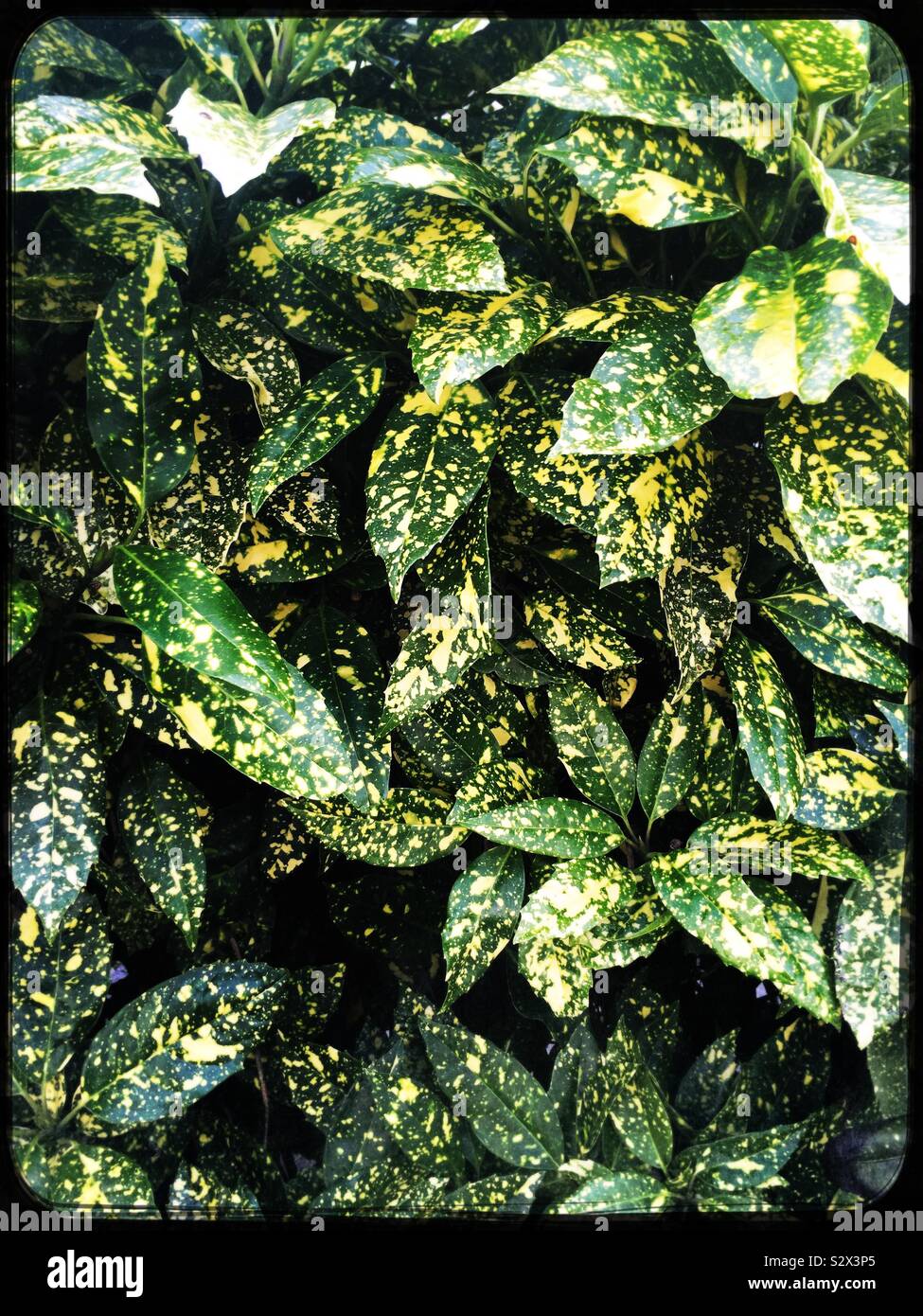 Variegated green and yellow leaves Stock Photo