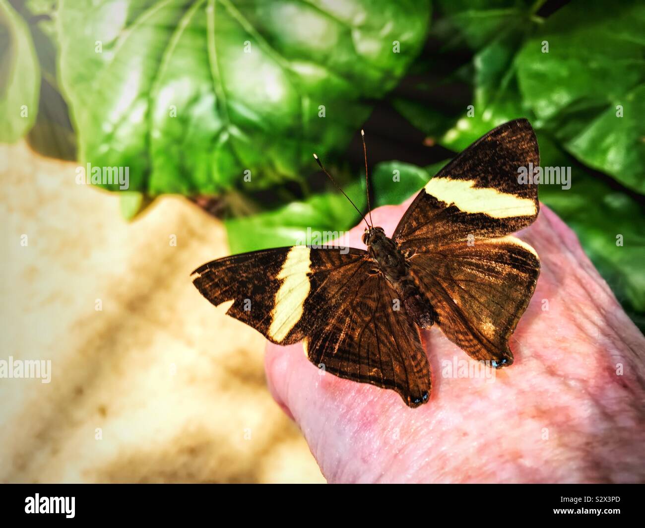 A Colobura dirce butterfly aka Mosaic or Zebra Mosaic butterfly is perched on the back of a ladies hand. Stock Photo