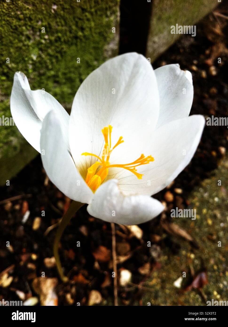 White Autumn Crocus colchicum speciosum album Stock Photo