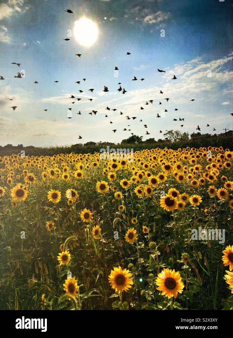 Birds flying over sunflowers (2) - Smartphone Captured Stock Image