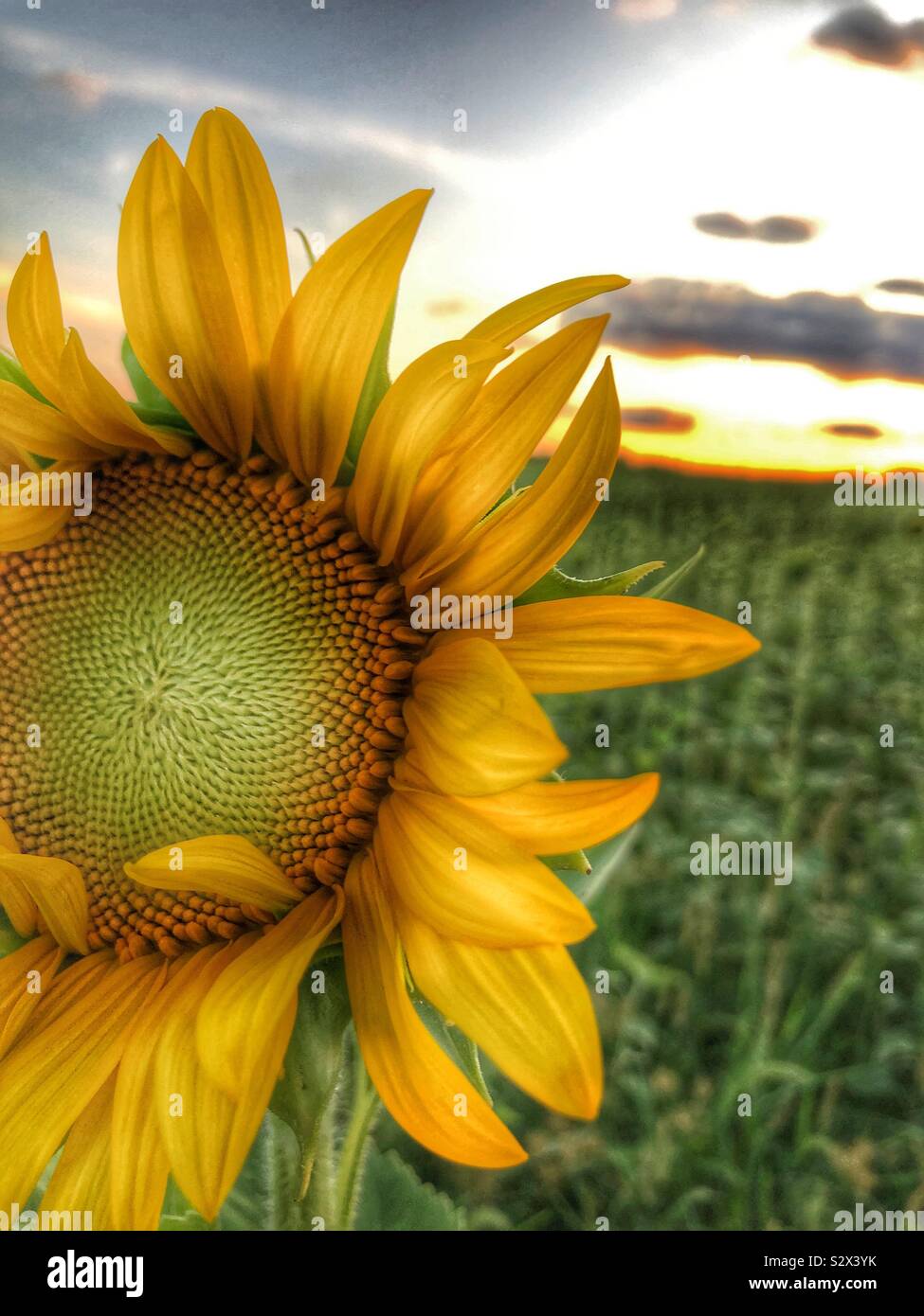 A single sunflower in a field.  The sun is setting in the background (1). - Smartphone Captured Stock Image