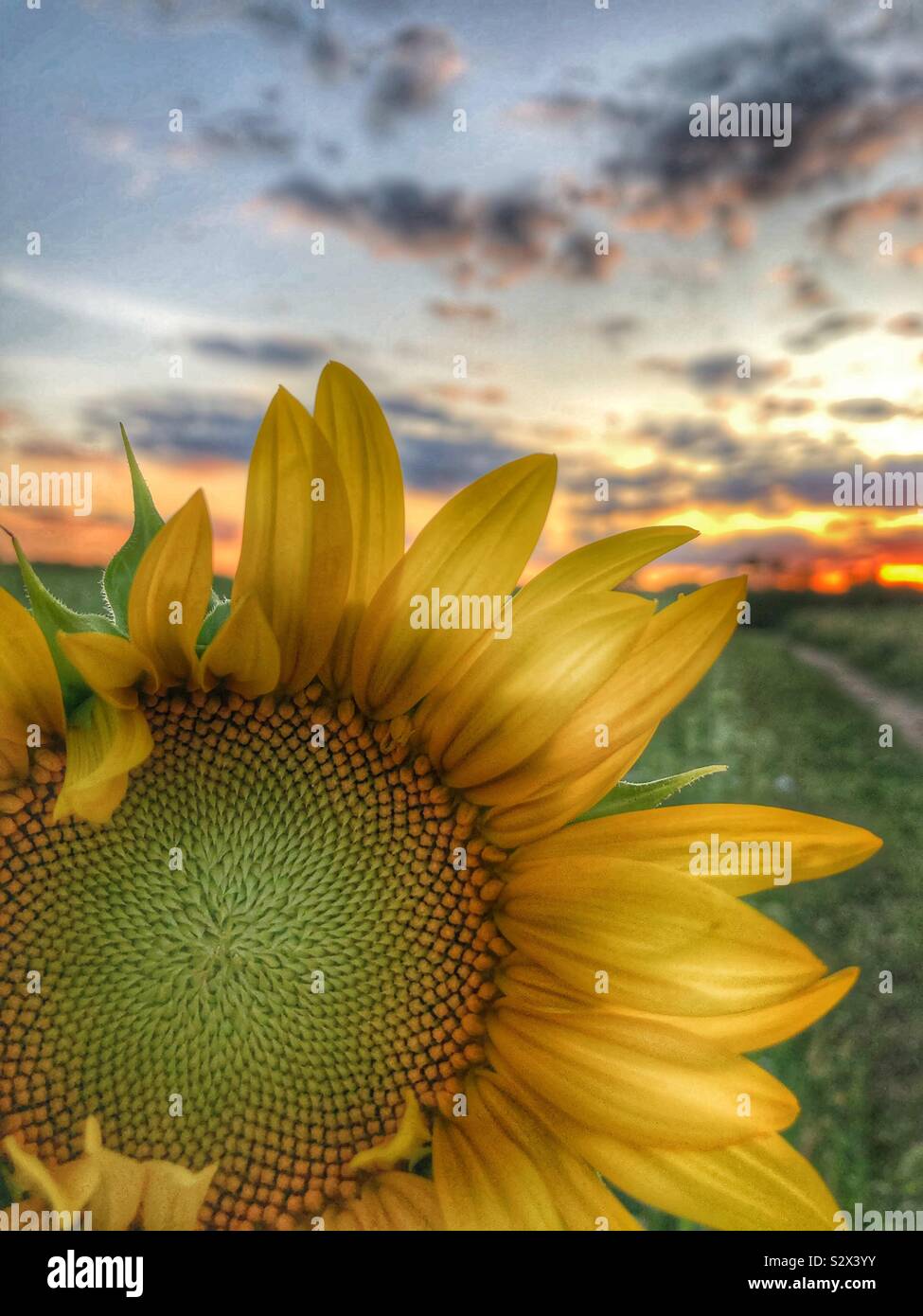 A single sunflower in a field.  The sun is setting in the background (3) - Smartphone Captured Stock Image