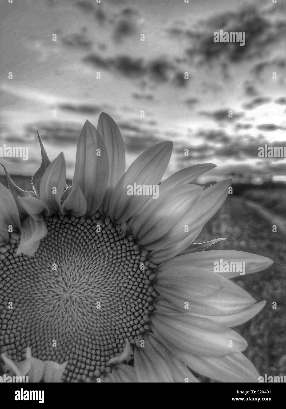 A single sunflower in a field.  The sun is setting in the background (3/black and white). - Smartphone Captured Stock Image