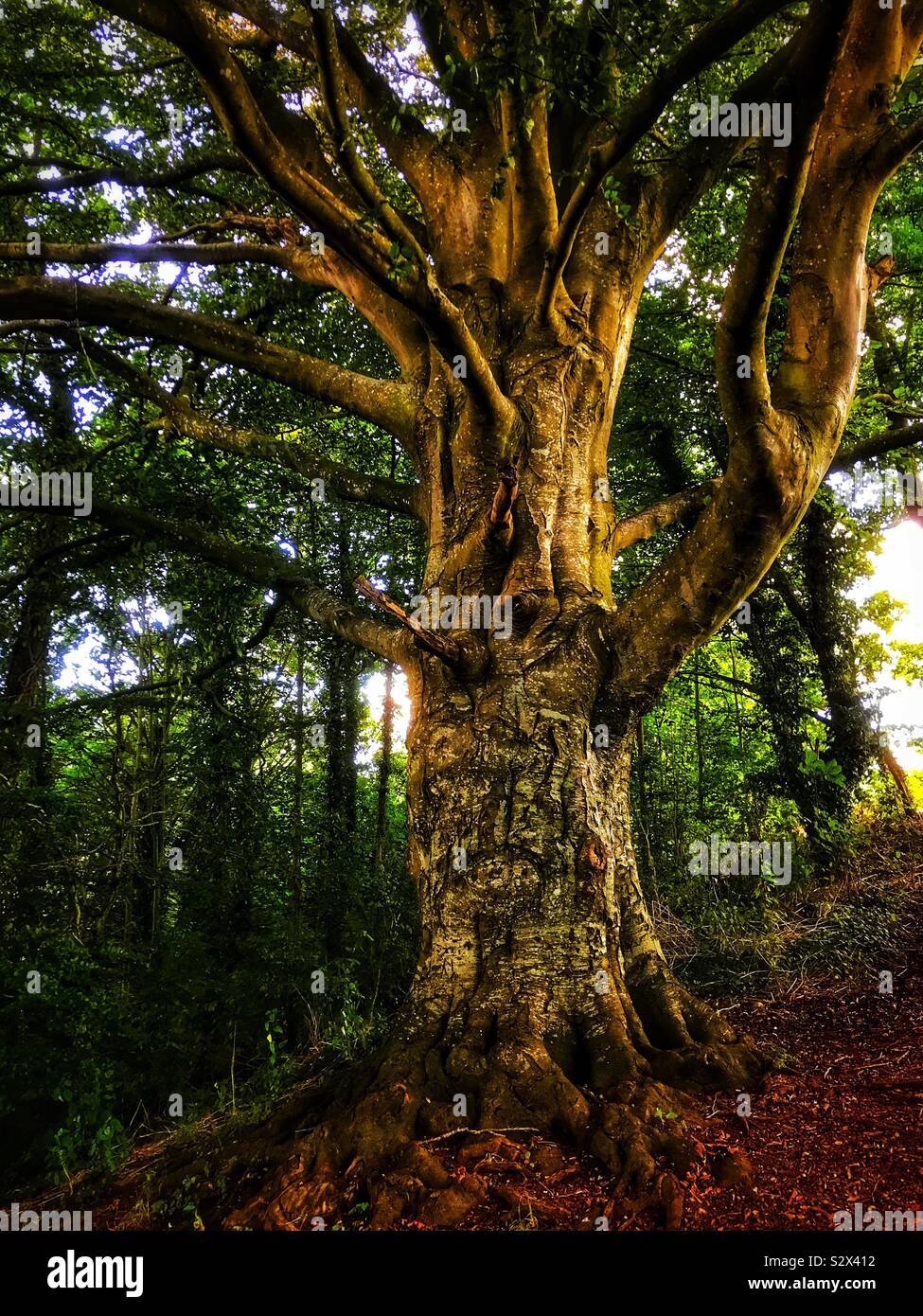 Beech Tree - Smartphone Captured Stock Image