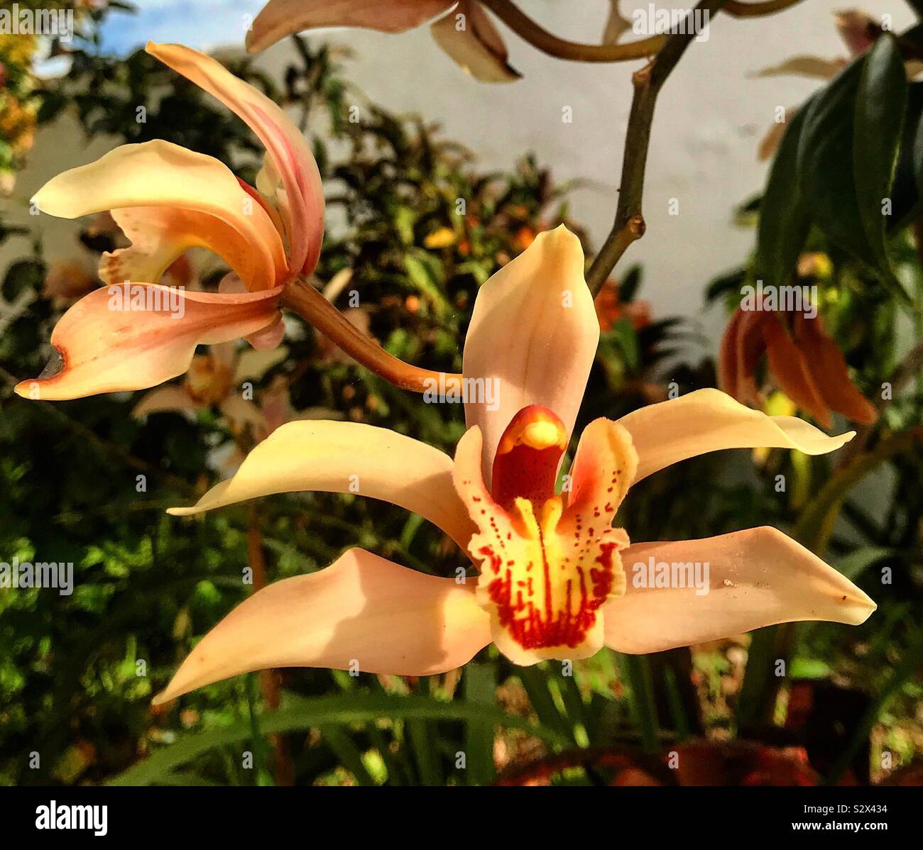 Flowers on the spring in Portugal - Smartphone Captured Stock Image