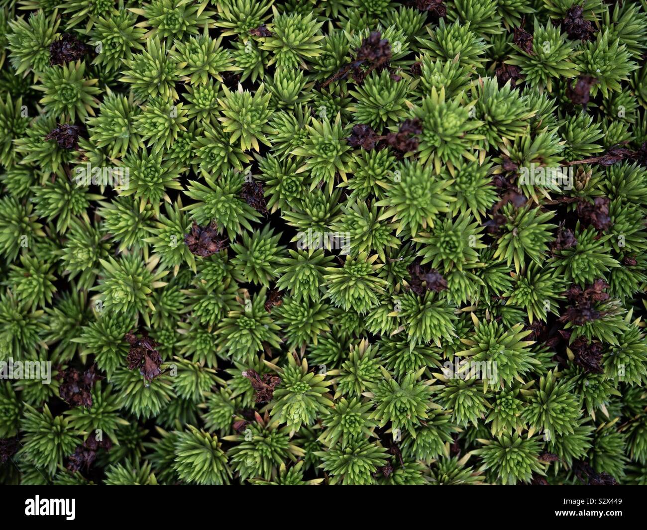 Alpine plants as an abstract background Stock Photo