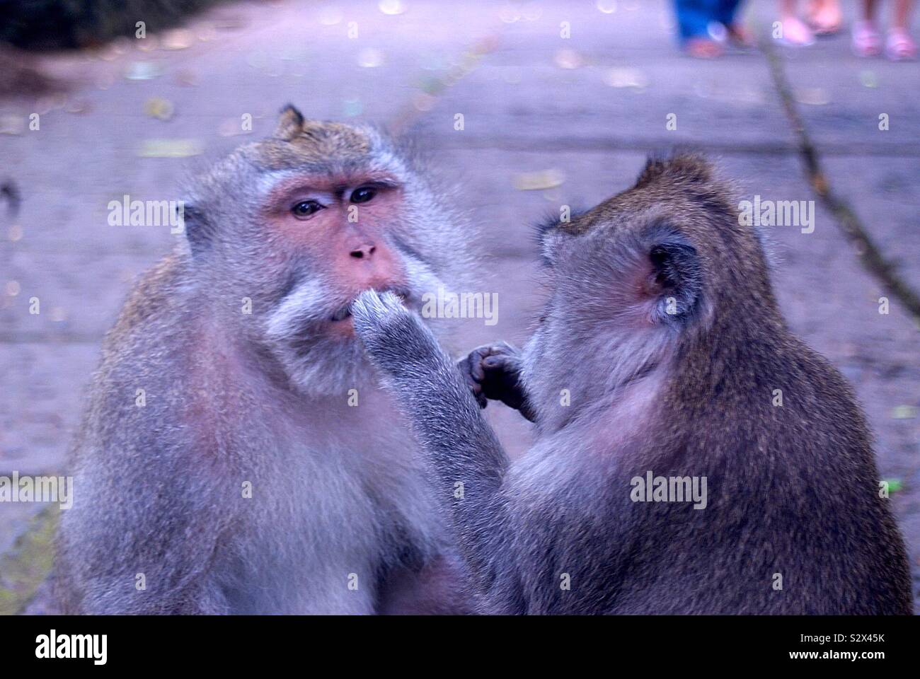 Par de monkeys en Ubud, Bali, Indonesia - Smartphone Captured Stock Image