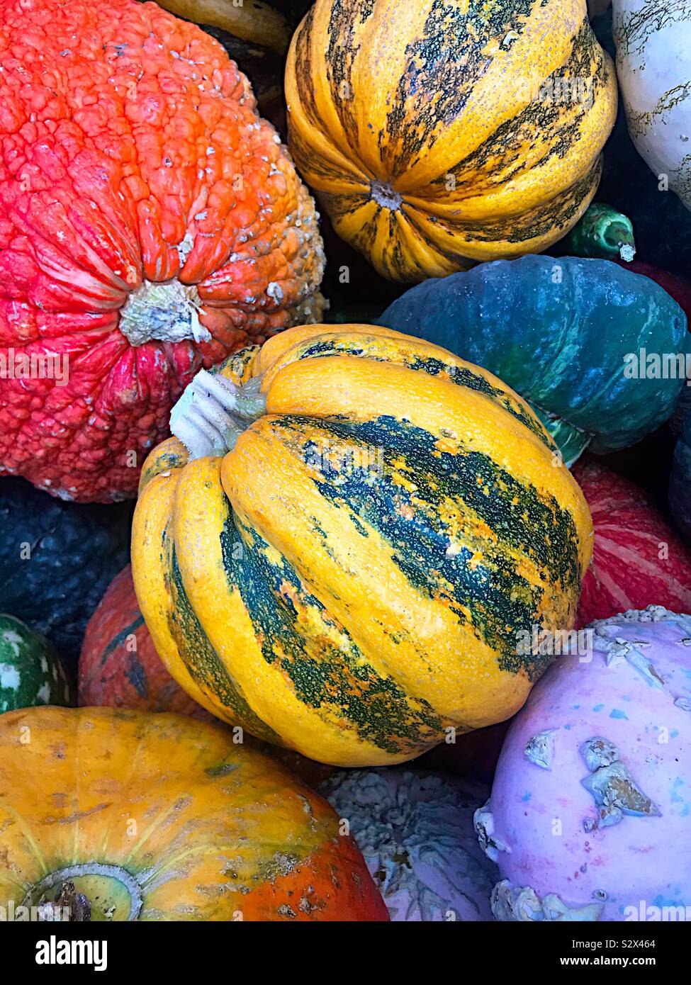 Fall gourds and pumpkins Stock Photo Alamy