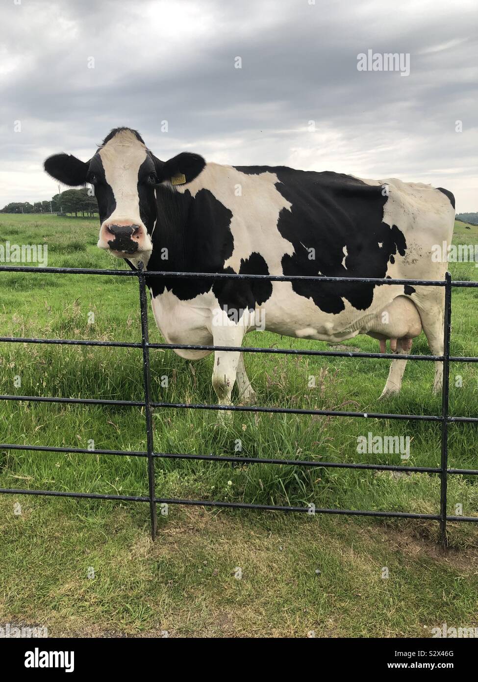 Moo cow hi res stock photography and images Alamy Moo cow hi res stock photography and images Alamy