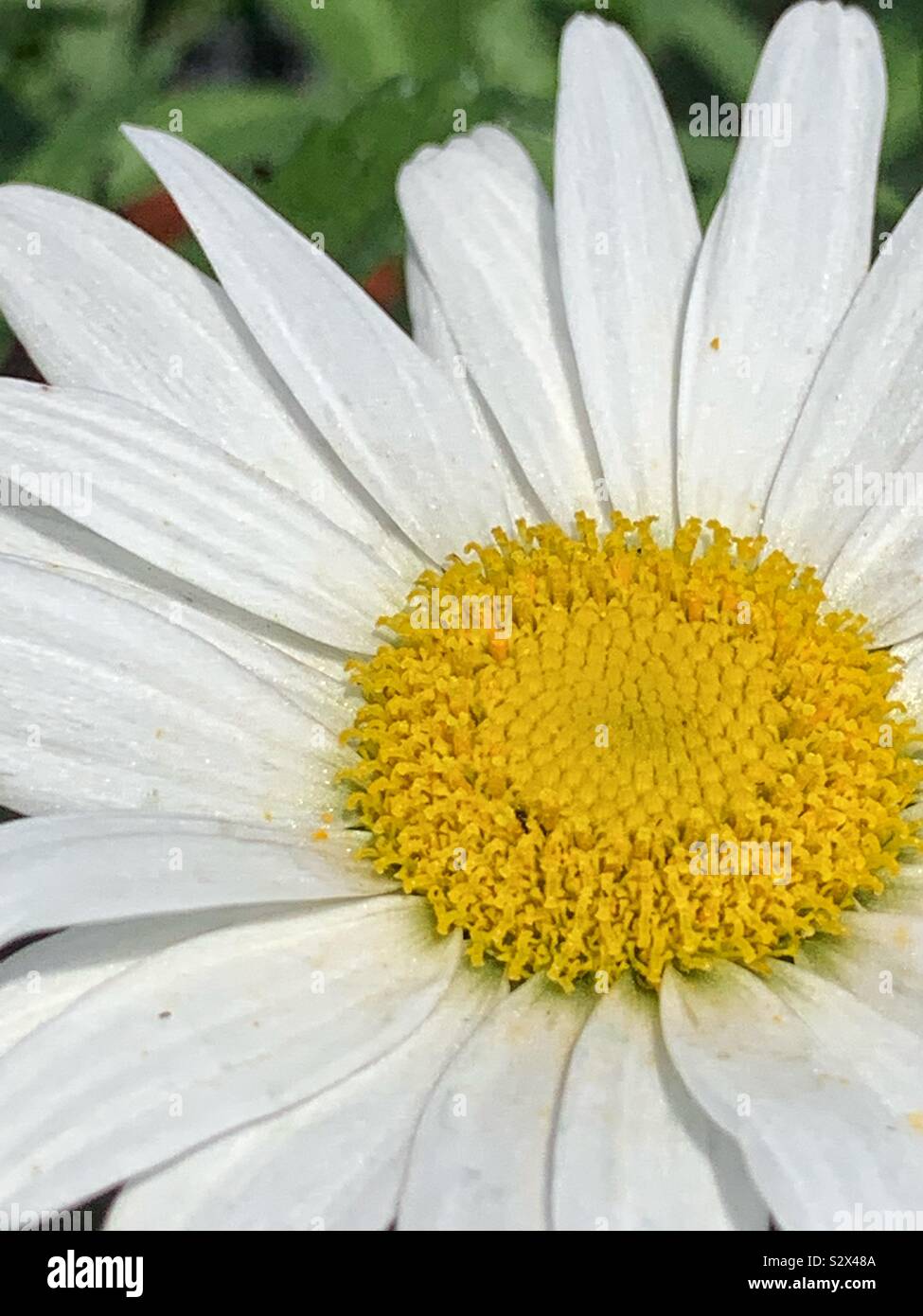 Closeup of a summer white daisy blossom. Stock Photo