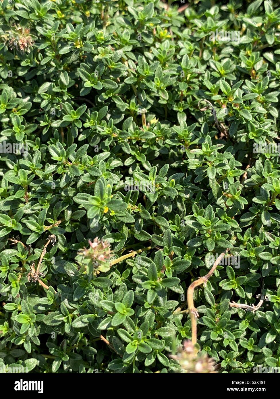 Creeping thyme hires stock photography and images Alamy