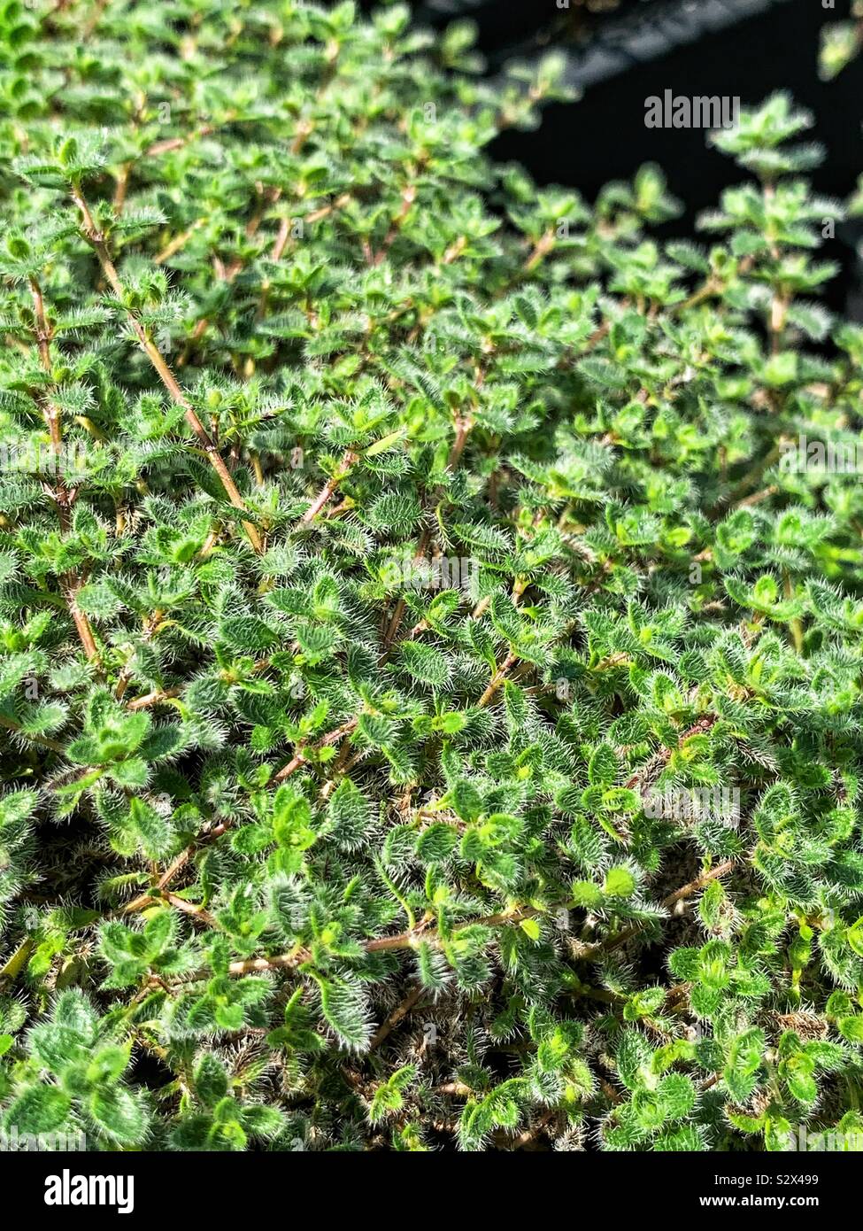 Woolly thyme hires stock photography and images Alamy