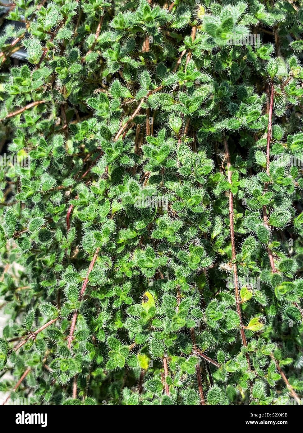Wooly thyme hires stock photography and images Alamy