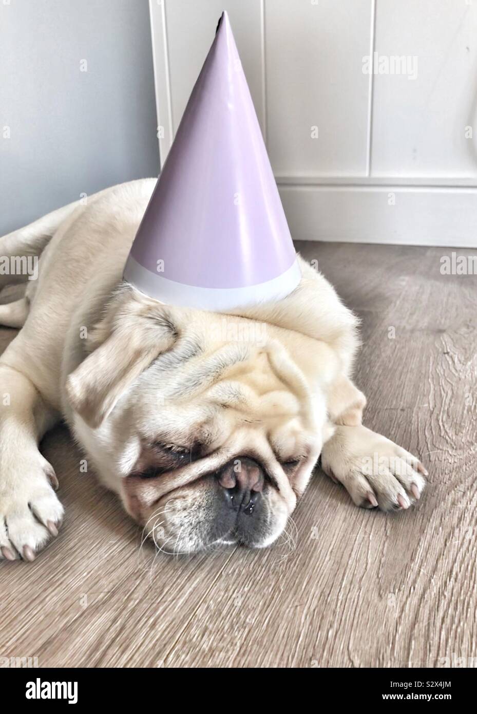 White Pug with purple party hat Stock Photo