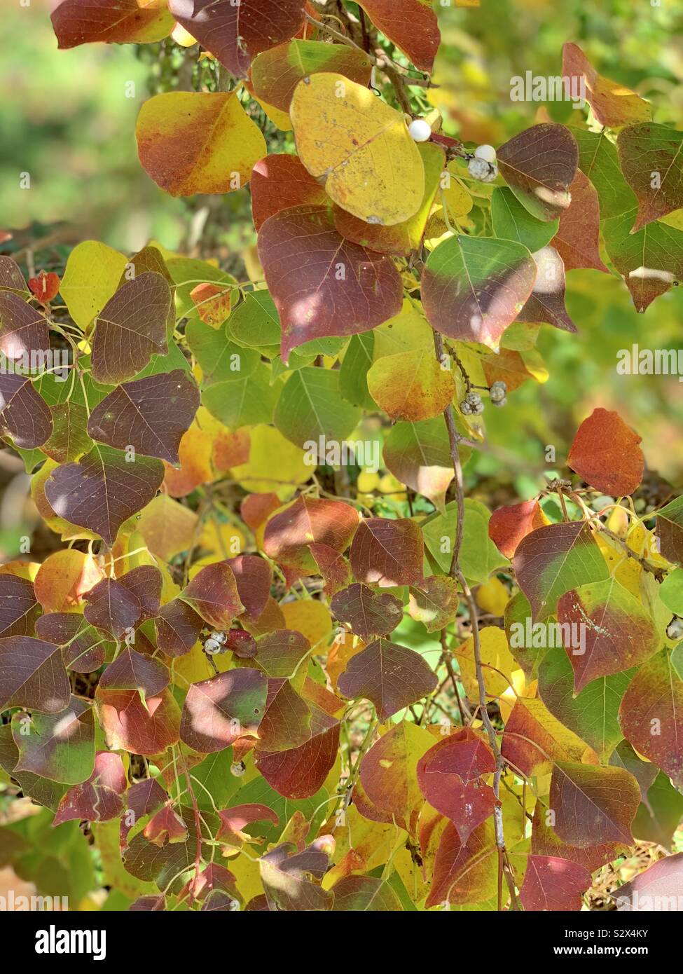 Beautiful colorful autumn leaves closeup on a tree - Smartphone Captured Stock Image
