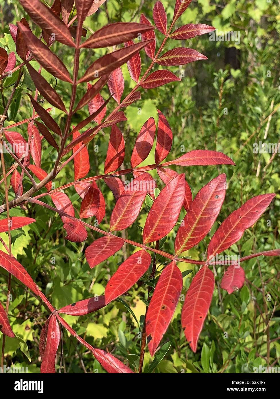 Autumn red leaves on a tree - Smartphone Captured Stock Image