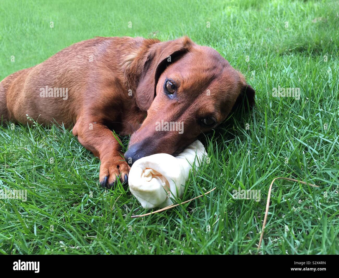 Are Bones Safe For Dachshund Puppies