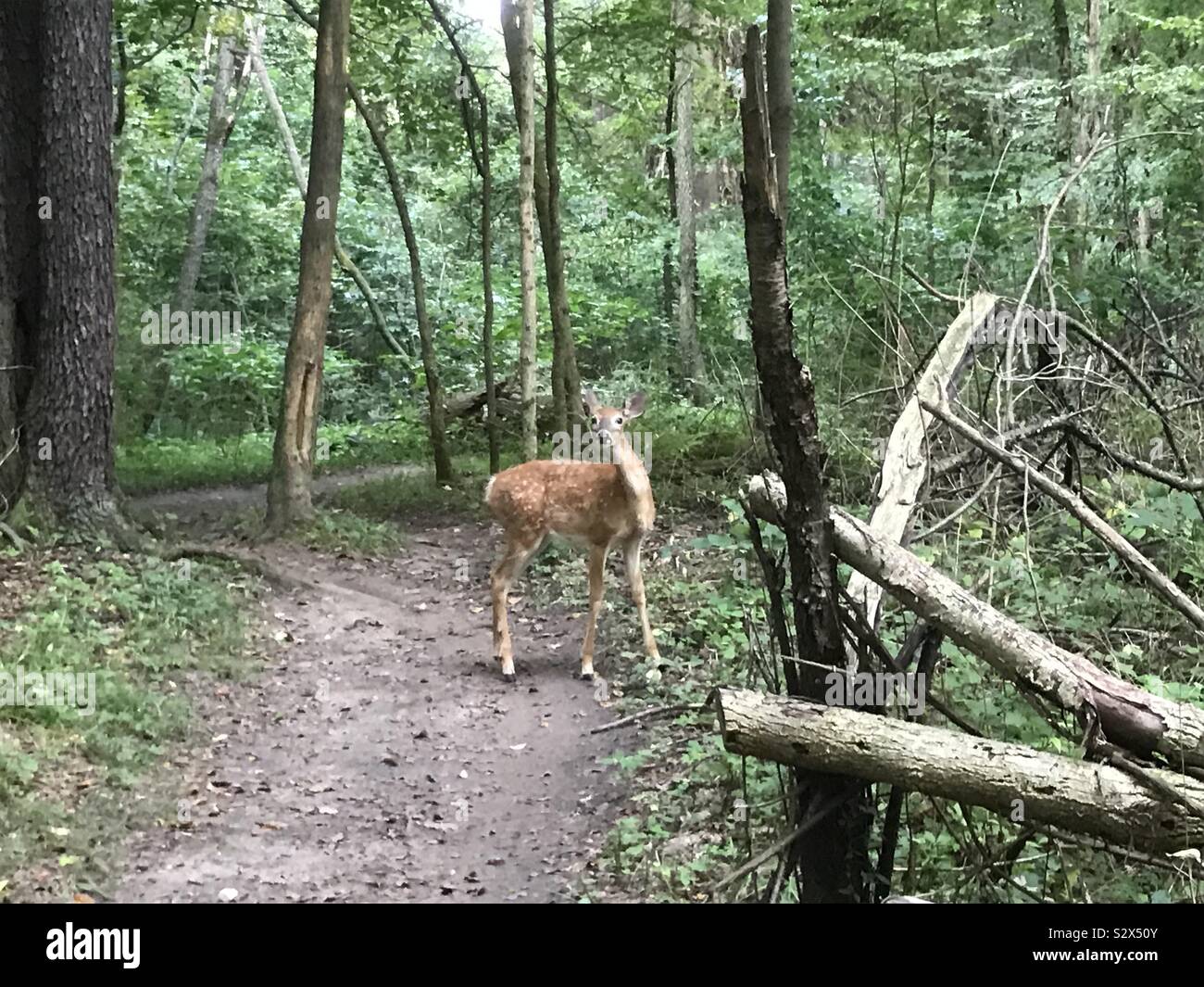 A fearless deer exploring bike trails and humans! Stock Photo