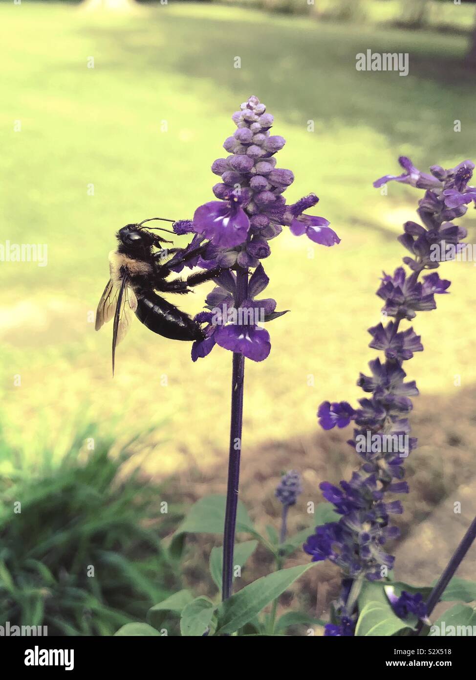 A side view of a bee clinging to a purple salvia flower. - Smartphone Captured Stock Image