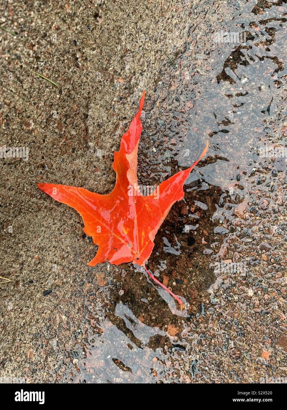 Autumn leaf floating on water Stock Photo - Alamy