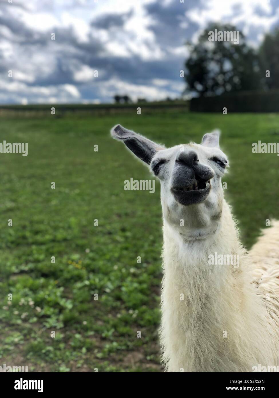 A grinning white lama in a Belgian field, blue clouds in the background, green pasture. Stock Photo