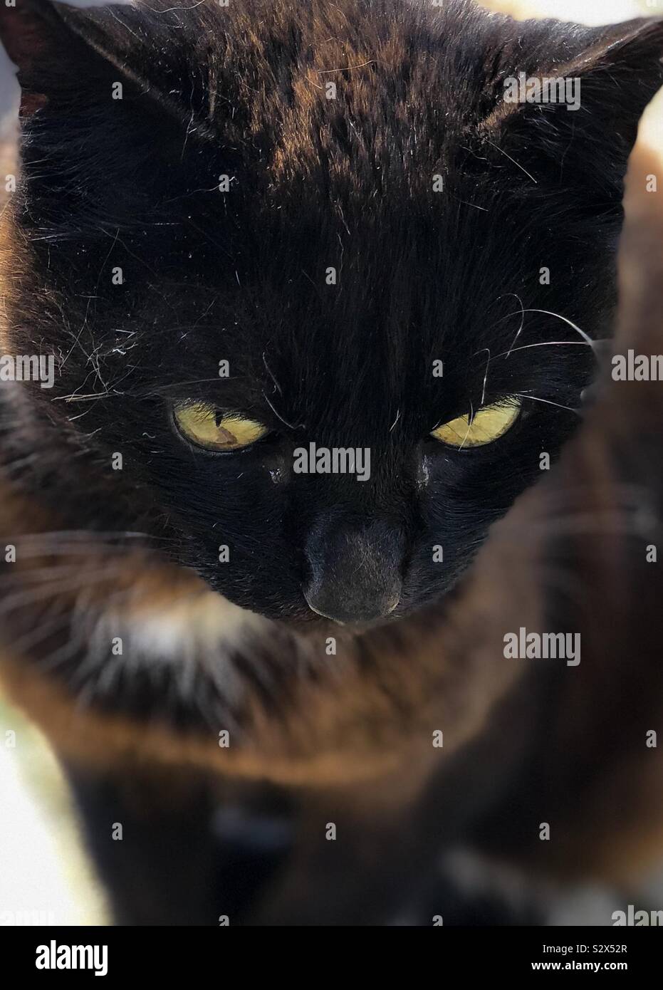 A black-brownish cat with yellow eyes staring melancholy sideways. Stock Photo