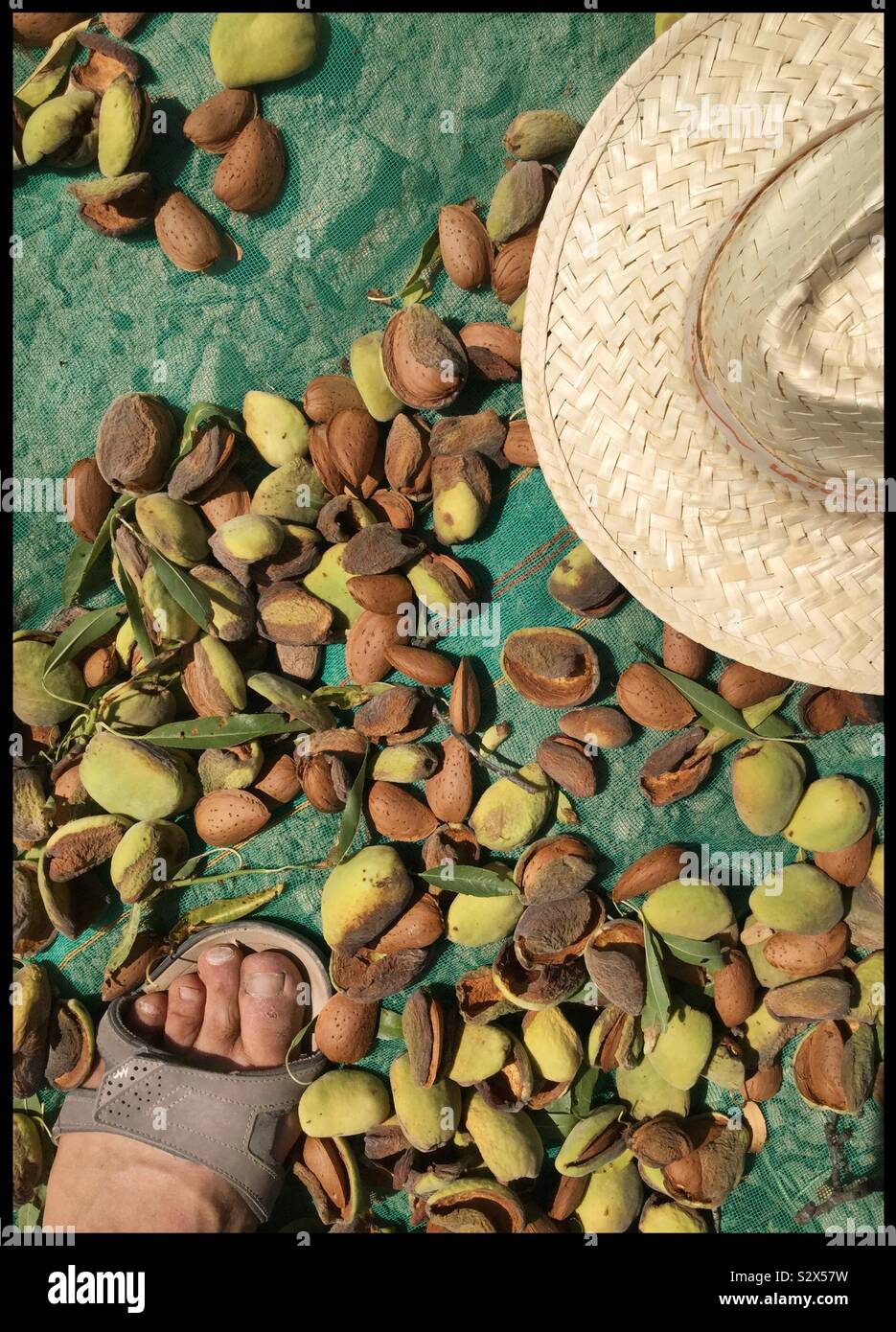 Freshly picked Llargueta almonds, Catalonia, Spain. - Smartphone Captured Stock Image